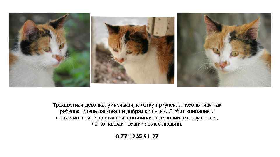 Трехцветная девочка, умненькая, к лотку приучена, любопытная как ребенок, очень ласковая и добрая кошечка.