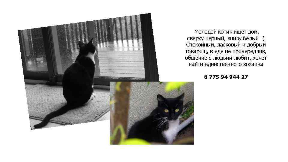 Молодой котик ищет дом, сверху черный, внизу белый=) Спокойный, ласковый и добрый товарищ, в