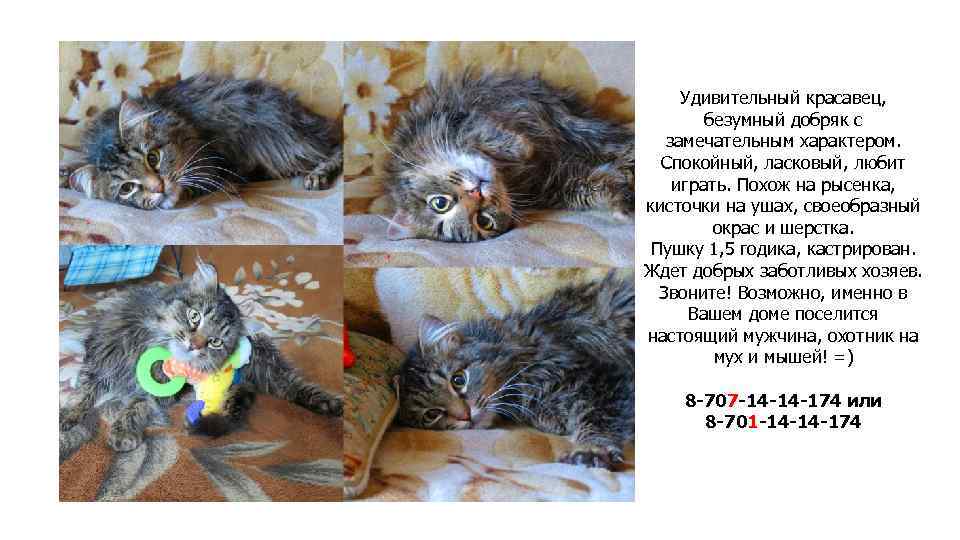 Удивительный красавец, безумный добряк с замечательным характером. Спокойный, ласковый, любит играть. Похож на рысенка,