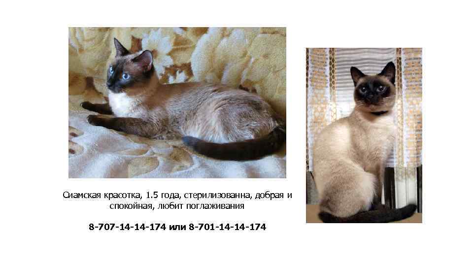 Сиамская красотка, 1. 5 года, стерилизованна, добрая и спокойная, любит поглаживания 8 -707 -14