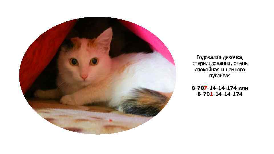 Годовалая девочка, стерилизованна, очень спокойная и немного пугливая 8 -707 -14 -14 -174 или