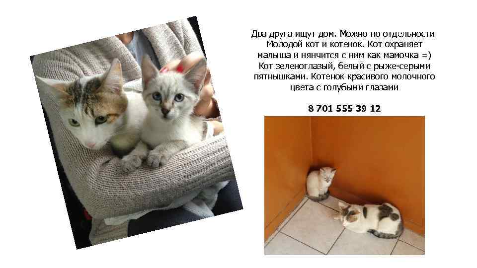 Два друга ищут дом. Можно по отдельности Молодой кот и котенок. Кот охраняет малыша