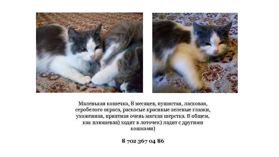 Маленькая кошечка, 8 месяцев, пушистая, ласковая, серобелого окраса, раскосые красивые зеленые глазки, ухоженная, приятная