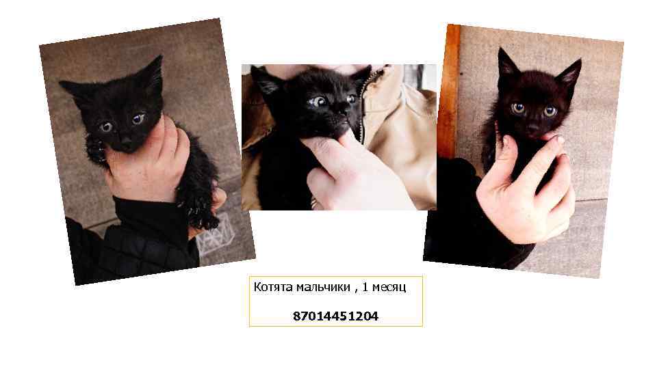 Котята мальчики , 1 месяц 87014451204 