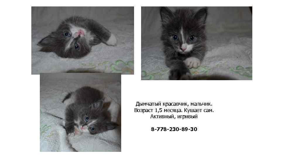 Дымчатый красавчик, мальчик. Возраст 1, 5 месяца. Кушает сам. Активный, игривый 8 -778 -230