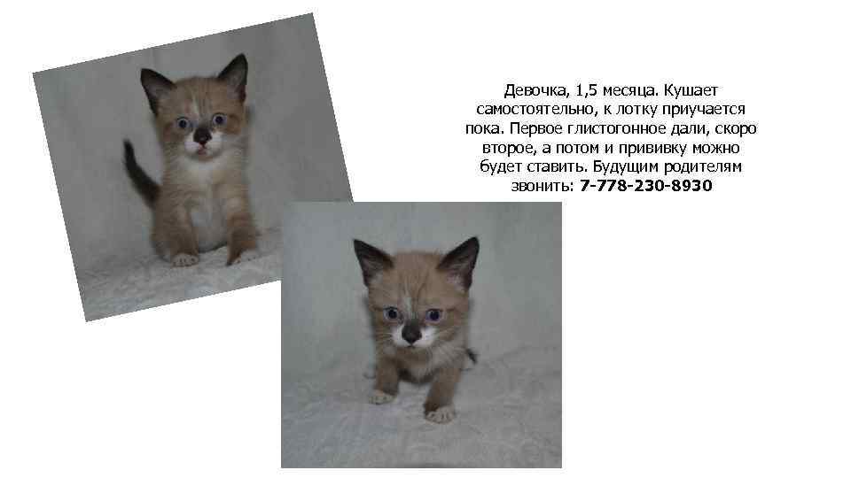 Девочка, 1, 5 месяца. Кушает самостоятельно, к лотку приучается пока. Первое глистогонное дали, скоро