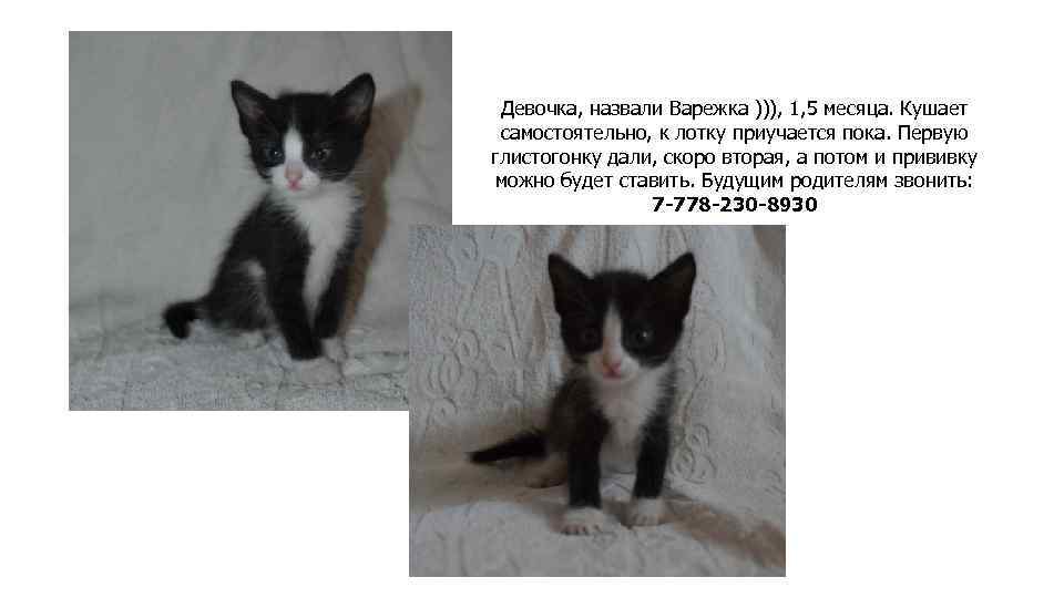 Девочка, назвали Варежка ))), 1, 5 месяца. Кушает самостоятельно, к лотку приучается пока. Первую