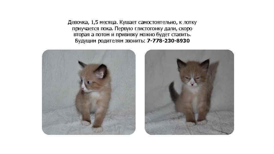 Девочка, 1, 5 месяца. Кушает самостоятельно, к лотку приучается пока. Первую глистогонку дали, скоро