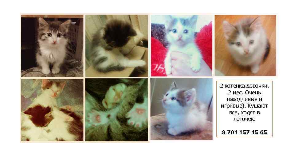 2 котенка девочки, 2 мес. Очень находчивые и игривые). Кушают все, ходят в лоточек.