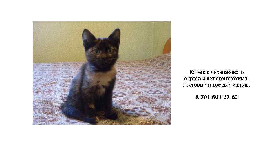 Котенок черепахового окраса ищет своих хозяев. Ласковый и добрый малыш. 8 701 661 62