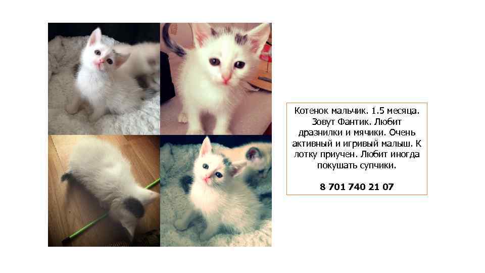 Котенок мальчик. 1. 5 месяца. Зовут Фантик. Любит дразнилки и мячики. Очень активный и