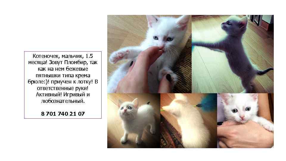 Котеночек, мальчик, 1. 5 месяца! Зовут Пломбир, так как на нем бежевые пятнышки типа