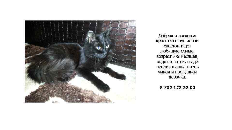 Добрая и ласковая красотка с пушистым хвостом ищет любящую семью, возраст 7 -9 месяцев,