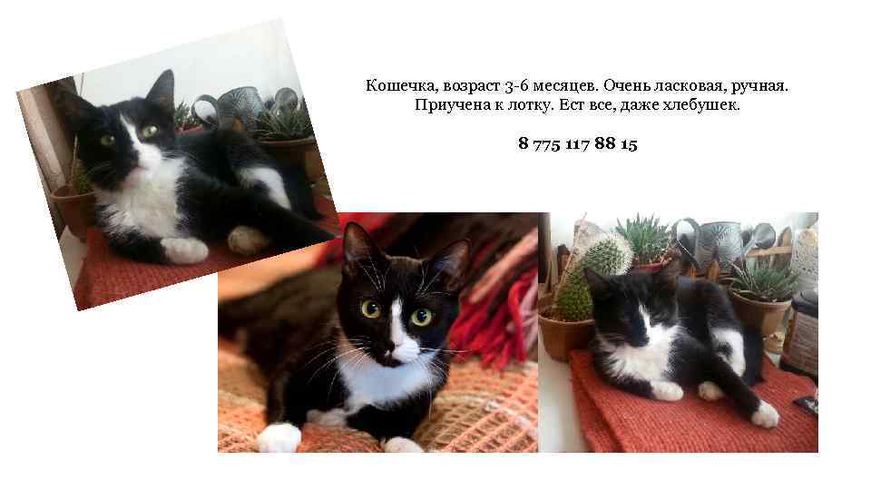 Кошечка, возраст 3 -6 месяцев. Очень ласковая, ручная. Приучена к лотку. Ест все, даже