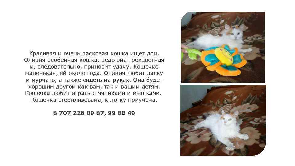 Красивая и очень ласковая кошка ищет дом. Оливия особенная кошка, ведь она трехцветная и,