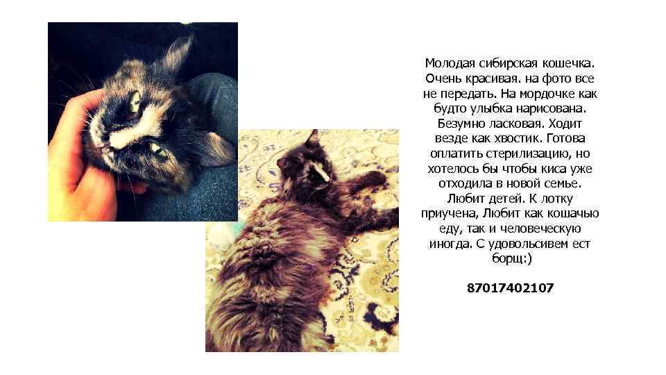 Молодая сибирская кошечка. Очень красивая. на фото все не передать. На мордочке как будто