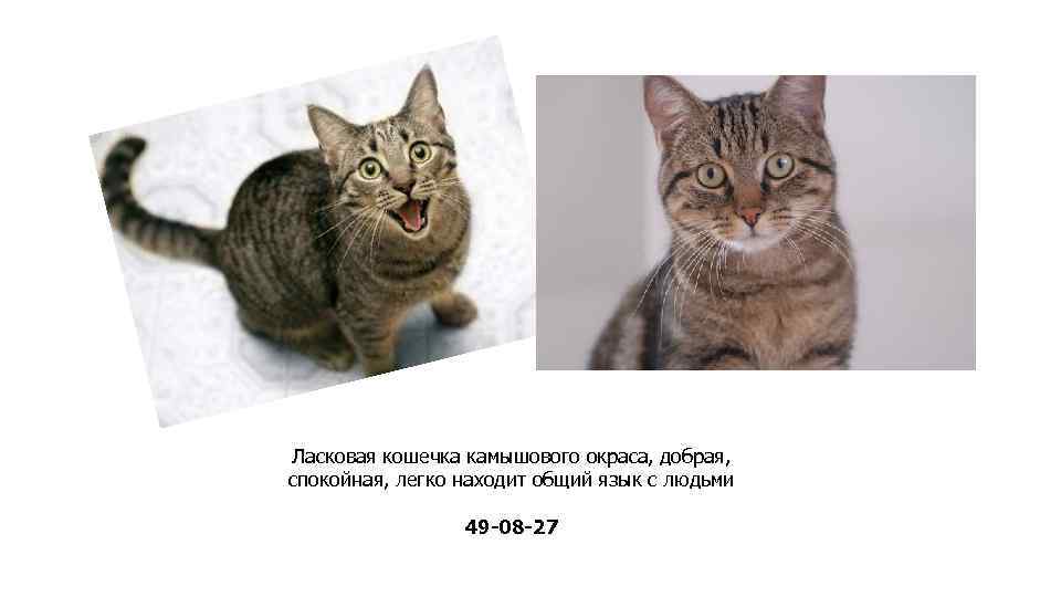 Ласковая кошечка камышового окраса, добрая, спокойная, легко находит общий язык с людьми 49 -08