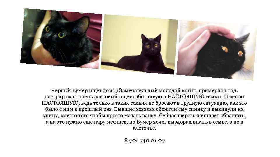 Черный Бумер ищет дом!: ) Замечательный молодой котик, примерно 1 год, кастрирован, очень ласковый