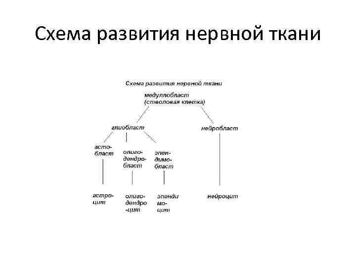 Схема развития нервной ткани 