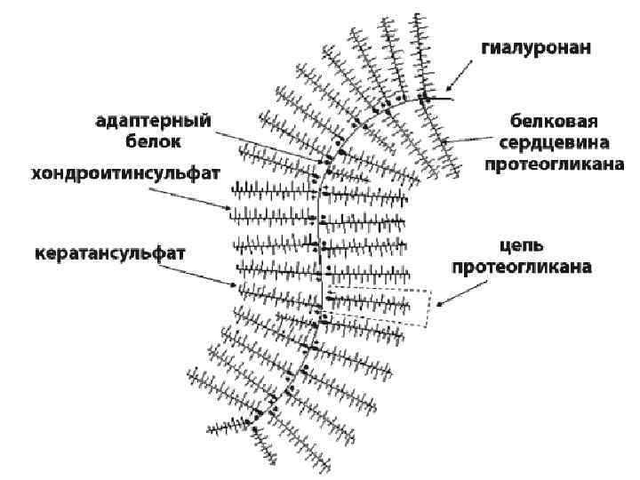 Патанатомия в схемах и таблицах благодаров