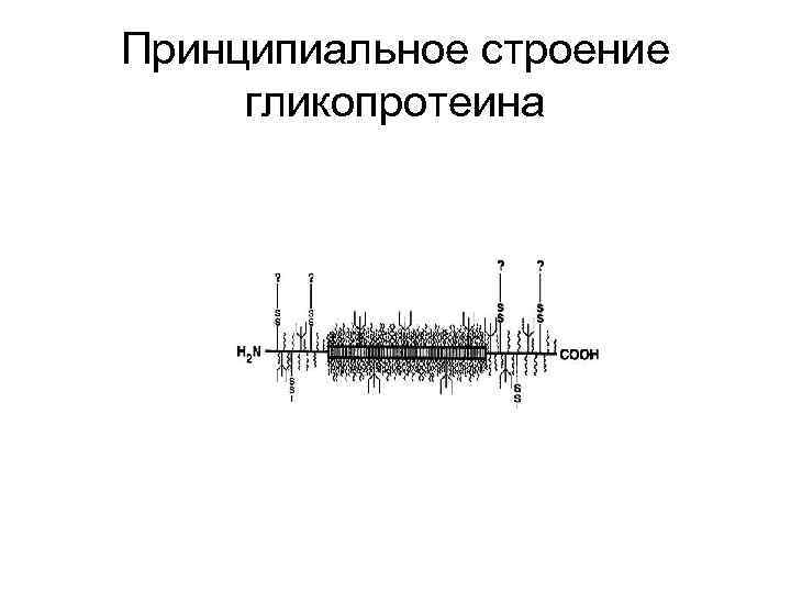 Принципиальное строение гликопротеина 