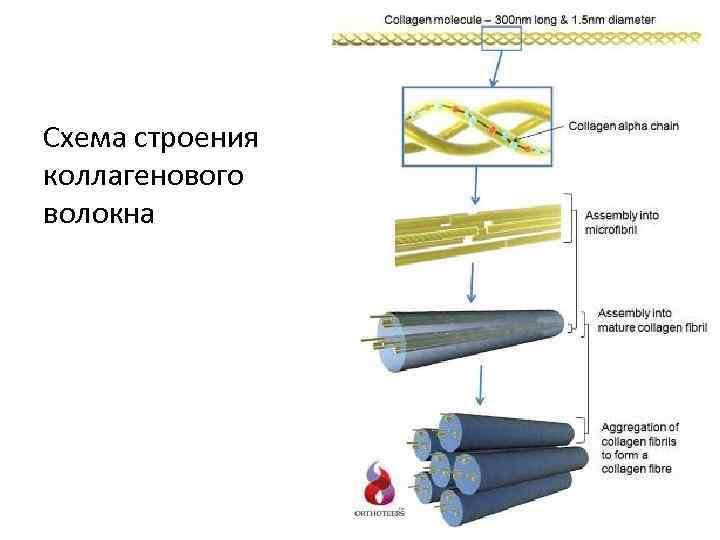 Схема строения коллагенового волокна 