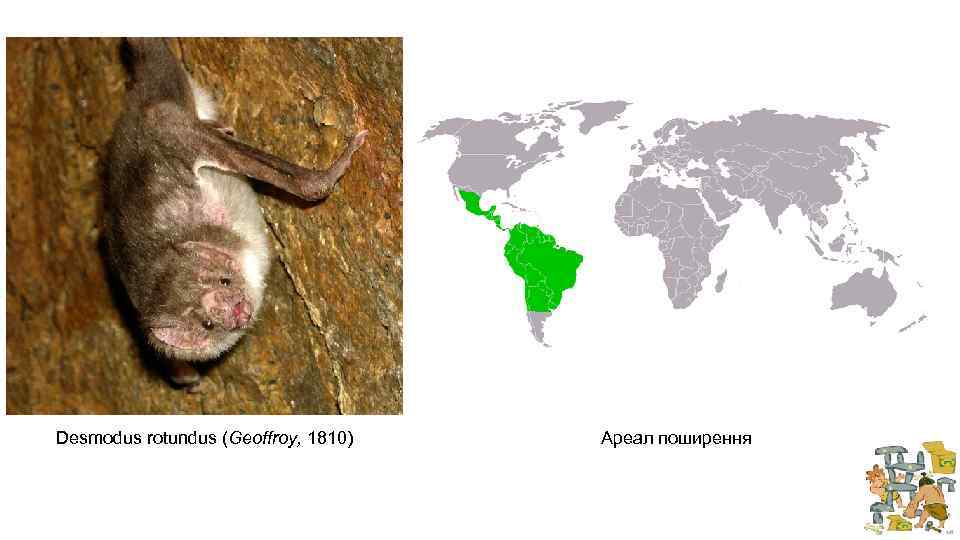 Desmodus rotundus (Geoffroy, 1810) Ареал поширення 