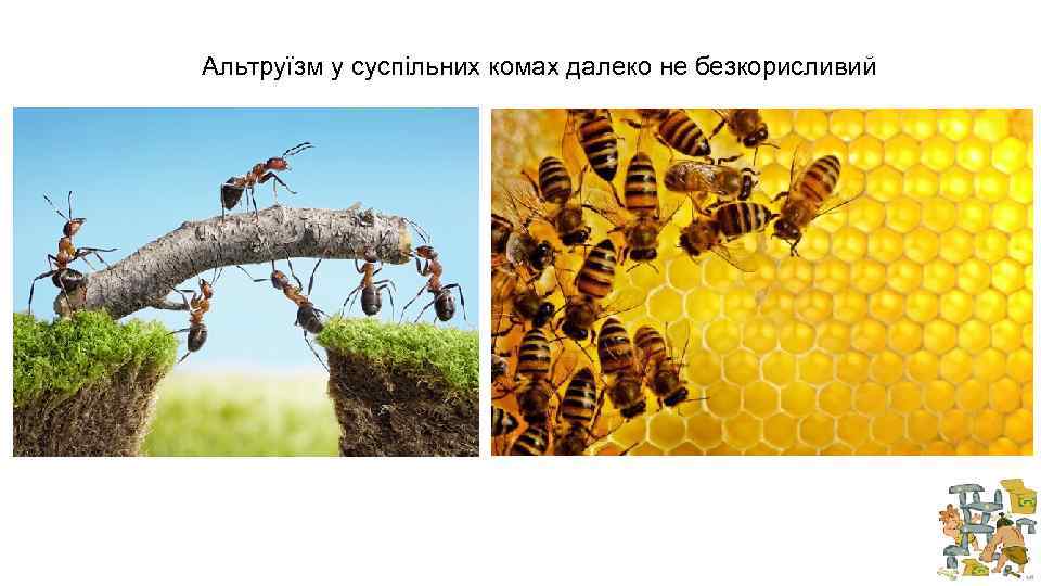 Альтруїзм у суспільних комах далеко не безкорисливий 