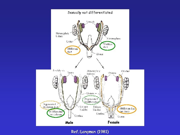 Sexually not differentiated Male Female Ref. : Langman (1981) 