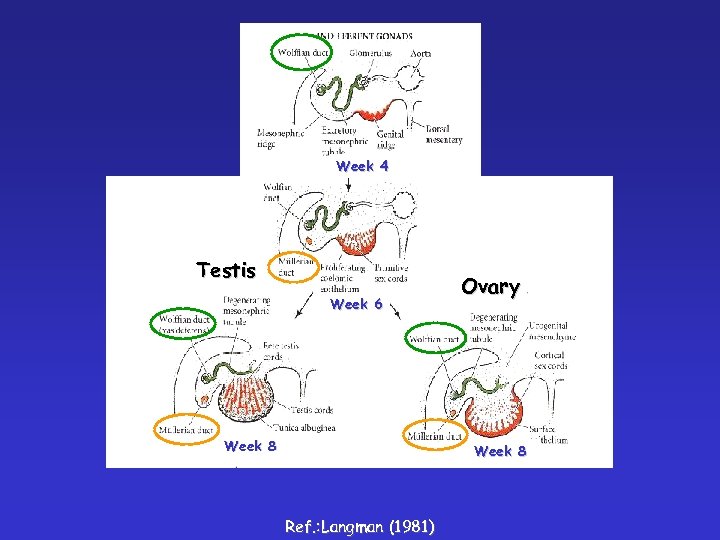 Week 4 Testis Week 6 Week 8 Ovary Week 8 Ref. : Langman (1981)