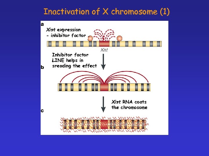 Inactivation of X chromosome (1) Xist expression - inhibitor factor Inhibitor factor LINE helps