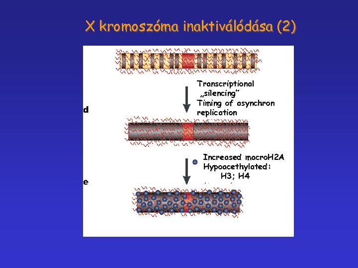 X kromoszóma inaktiválódása (2) Transcriptional „silencing” Timing of asynchron replication Increased macro. H 2