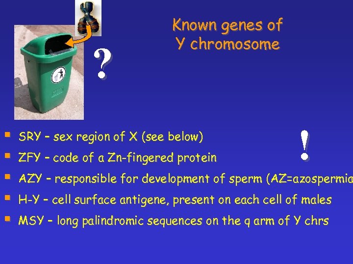 ? § § § Known genes of Y chromosome SRY – sex region of