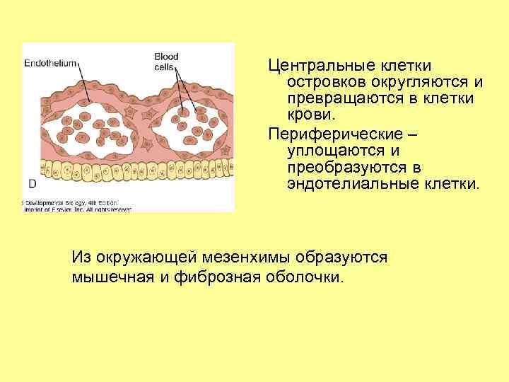 Центральные клетки островков округляются и превращаются в клетки крови. Периферические – уплощаются и преобразуются