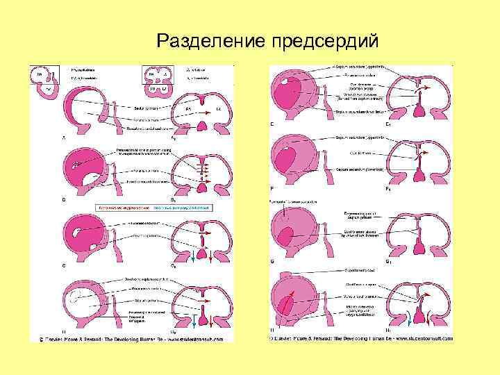 Разделение предсердий 