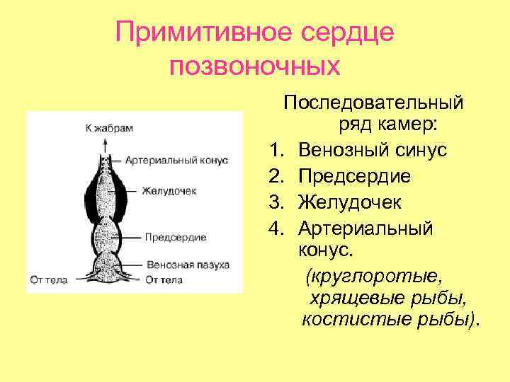 Примитивное сердце позвоночных Последовательный ряд камер: 1. Венозный синус 2. Предсердие 3. Желудочек 4.