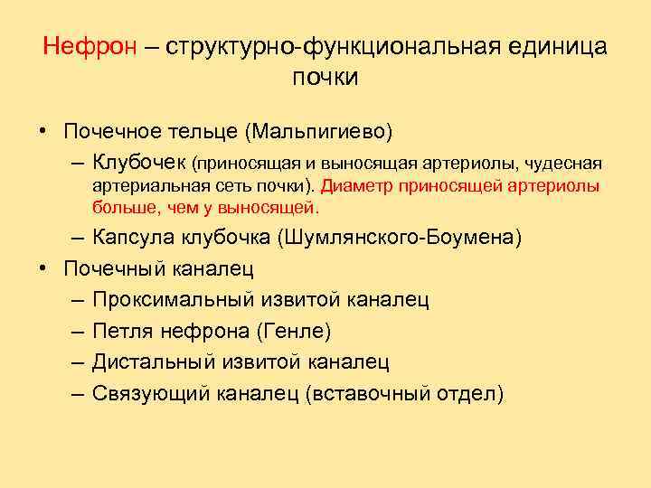 Нефрон – структурно-функциональная единица почки • Почечное тельце (Мальпигиево) – Клубочек (приносящая и выносящая