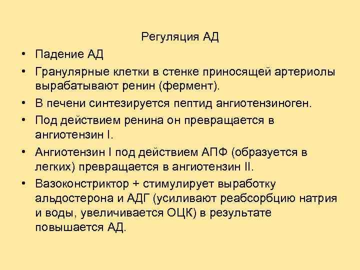 Регуляция АД • Падение АД • Гранулярные клетки в стенке приносящей артериолы вырабатывают ренин