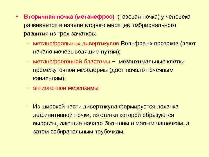  • Вторичная почка (метанефрос) (тазовая почка) у человека развивается в начале второго месяцев