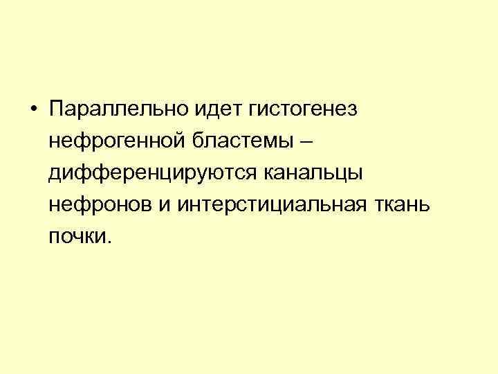  • Параллельно идет гистогенез нефрогенной бластемы – дифференцируются канальцы нефронов и интерстициальная ткань