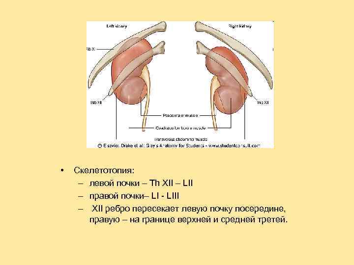 • Скелетотопия: – левой почки – Th XII – LII – правой почки–