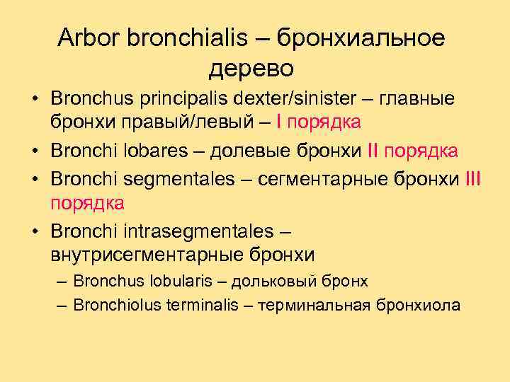 Arbor bronchialis – бронхиальное дерево • Bronchus principalis dexter/sinister – главные бронхи правый/левый –