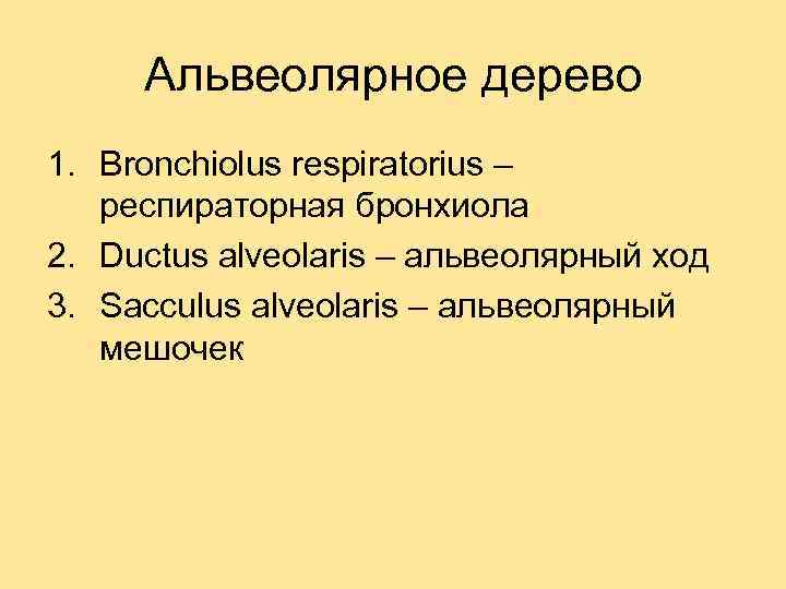 Альвеолярное дерево 1. Bronchiolus respiratorius – респираторная бронхиола 2. Ductus alveolaris – альвеолярный ход