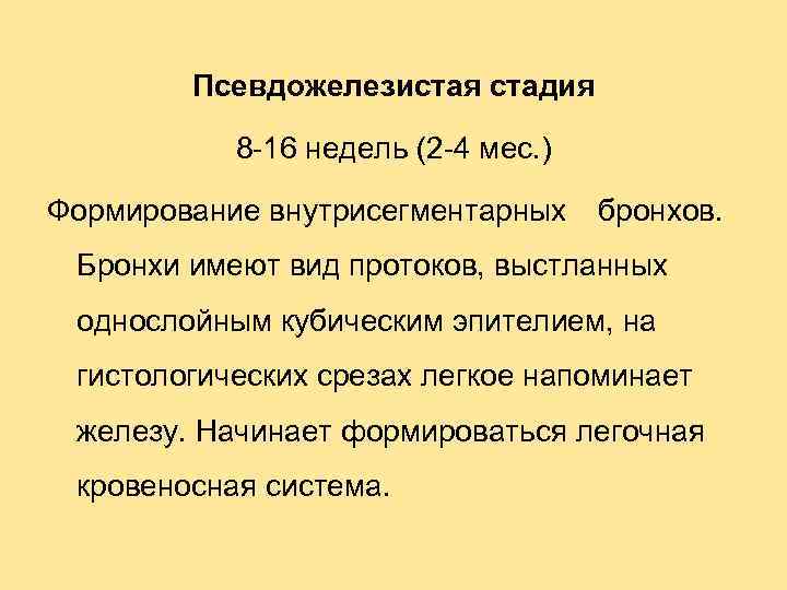 Псевдожелезистая стадия 8 -16 недель (2 -4 мес. ) Формирование внутрисегментарных бронхов. Бронхи имеют