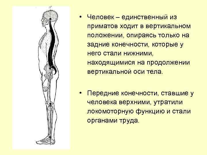  • Человек – единственный из приматов ходит в вертикальном положении, опираясь только на