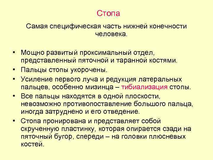 Стопа Самая специфическая часть нижней конечности человека. • Мощно развитый проксимальный отдел, представленный пяточной