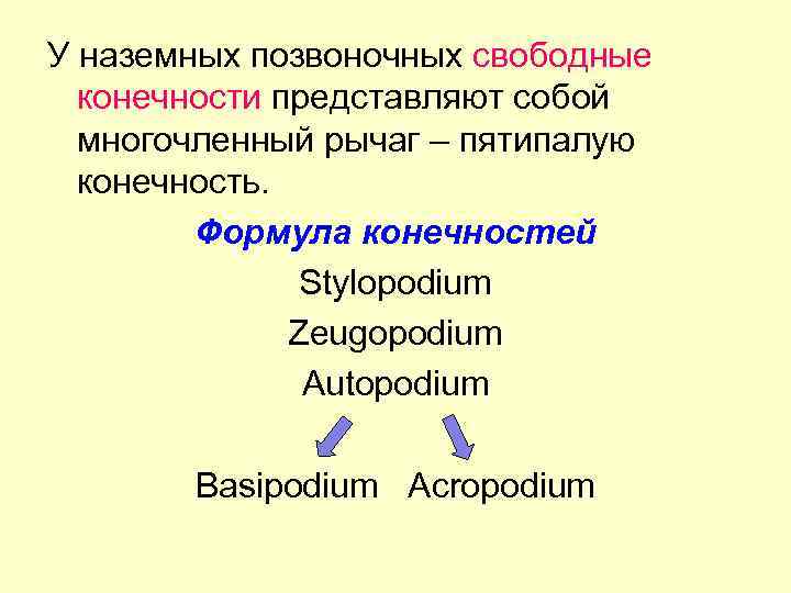 У наземных позвоночных свободные конечности представляют собой многочленный рычаг – пятипалую конечность. Формула конечностей