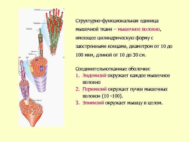 Структурными единицами составляющими вид являются. Структурно-функциональная единица мышечной ткани. Структурная и функциональная единица гладкой мышечной ткани. Структурно-функциональная единица сердечной ткани. Структурная единица поперечно полосатой мышечной.