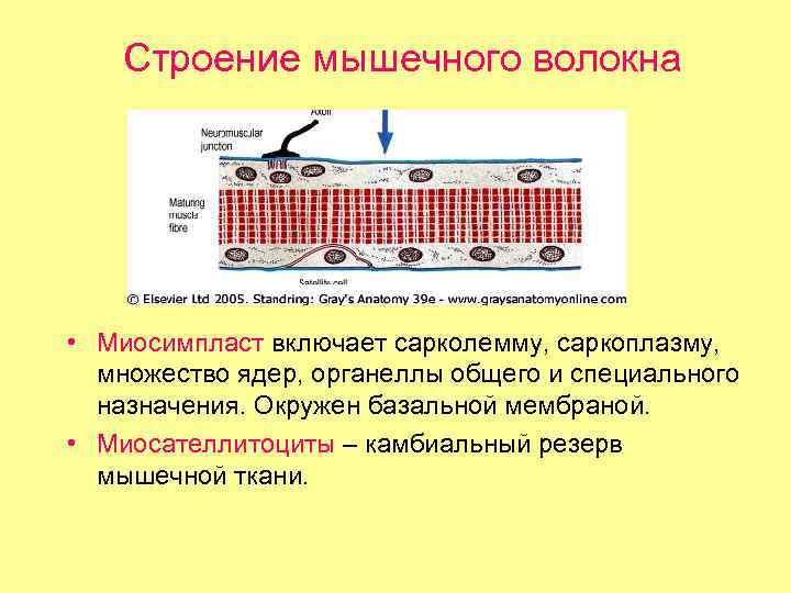 Строение мышечного волокна • Миосимпласт включает сарколемму, саркоплазму, множество ядер, органеллы общего и специального