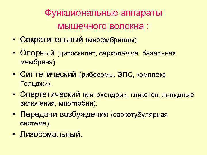 Функциональные аппараты мышечного волокна : • Сократительный (миофибриллы). • Опорный (цитоскелет, сарколемма, базальная мембрана).